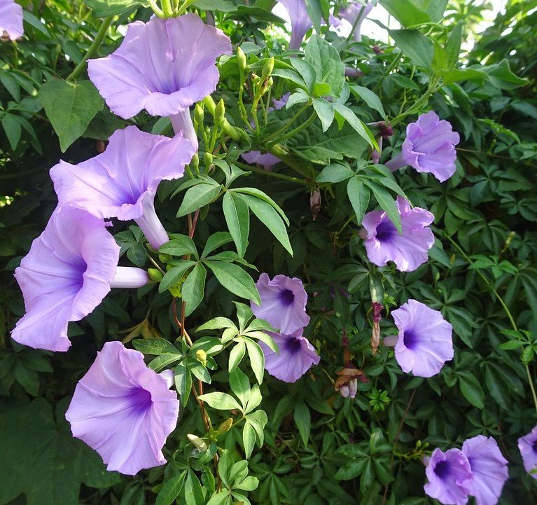 Ipomoea Cairica, Cairo Morning Glory or Coast Morning Glory 0.8 - 0.1m - Greensouq - 