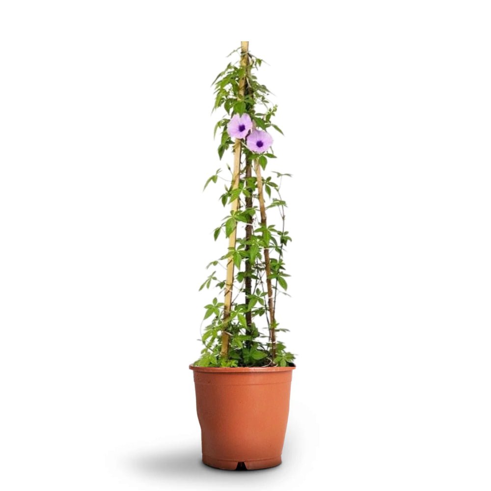 Ipomoea Cairica, Cairo Morning Glory or Coast Morning Glory 0.8 - 0.1m - Greensouq - 