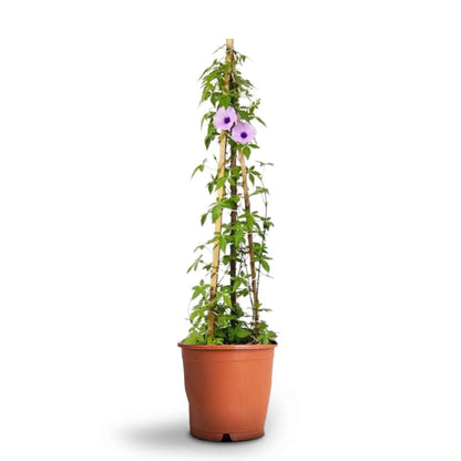 Ipomoea Cairica, Cairo Morning Glory or Coast Morning Glory 0.8 - 0.1m - Greensouq - 