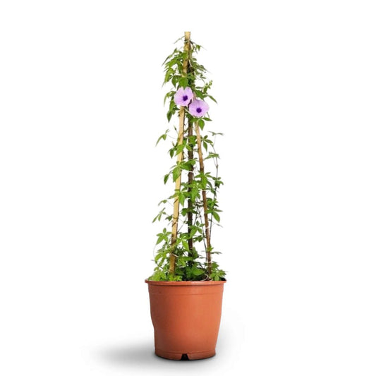 Ipomoea Cairica, Cairo Morning Glory or Coast Morning Glory 0.8 - 0.1m - Greensouq - 