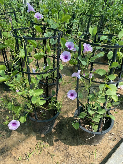 Ipomoea pes - caprae, Railroad Vine or Railway Creeper - Greensouq - 