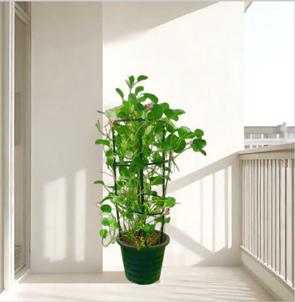 Ipomoea pes - caprae, Railroad Vine or Railway Creeper - Greensouq - 