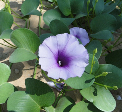 Ipomoea pes - caprae, Railroad Vine or Railway Creeper - Greensouq - 