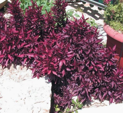 Iresine lindenii "Bloodleaf Iresine lindenii" 10 - 15cm - Greensouq - 