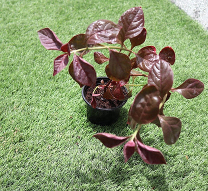 Iresine lindenii "Bloodleaf Iresine lindenii" 10 - 15cm - Greensouq - 
