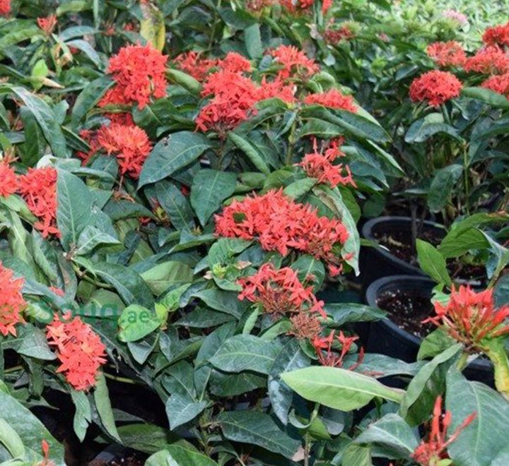 Ixora chinensis "Red" 20 - 60cm - Greensouq - 