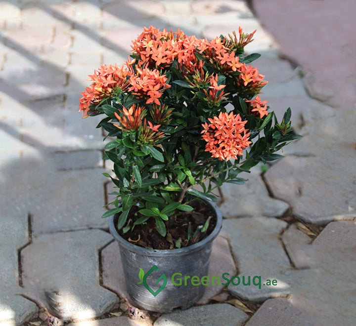 Ixora chinensis "Red" 20 - 60cm - Greensouq - 