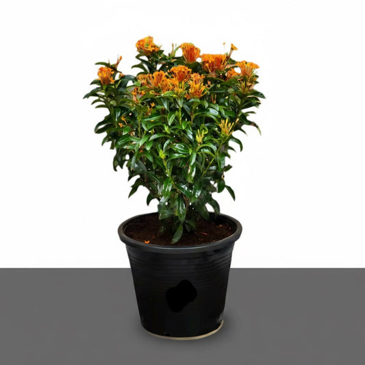 Ixora chinensis "Red" 20 - 60cm - Greensouq - 