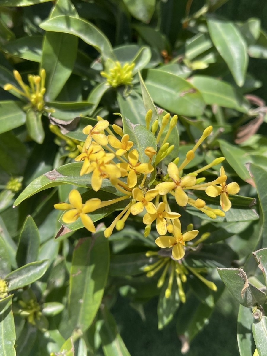 Ixora chinensis "Yellow" 25 - 50cm - Greensouq - 