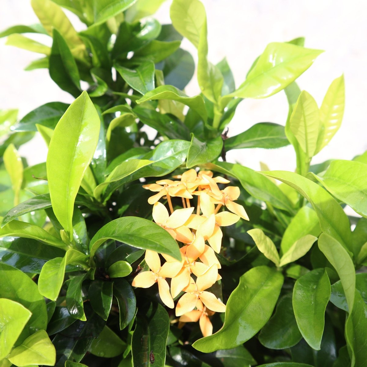 Ixora Chinensis | Yellow Flower - Greensouq - 