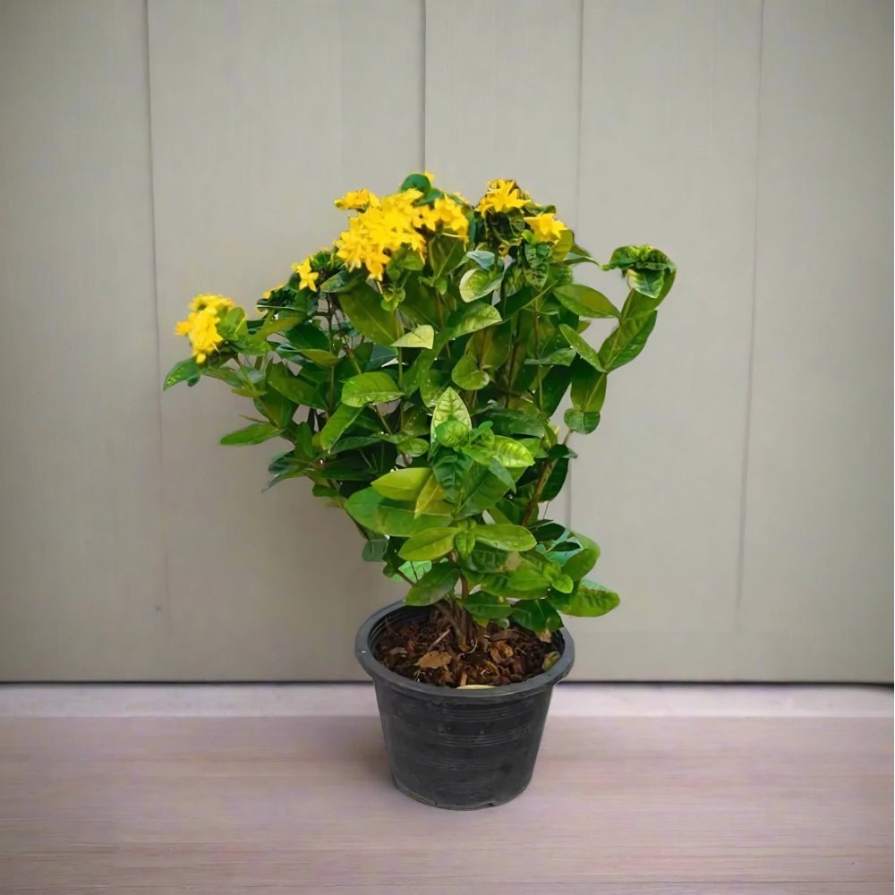 Ixora Coccinea 0.25 - 0.3m - Greensouq - 