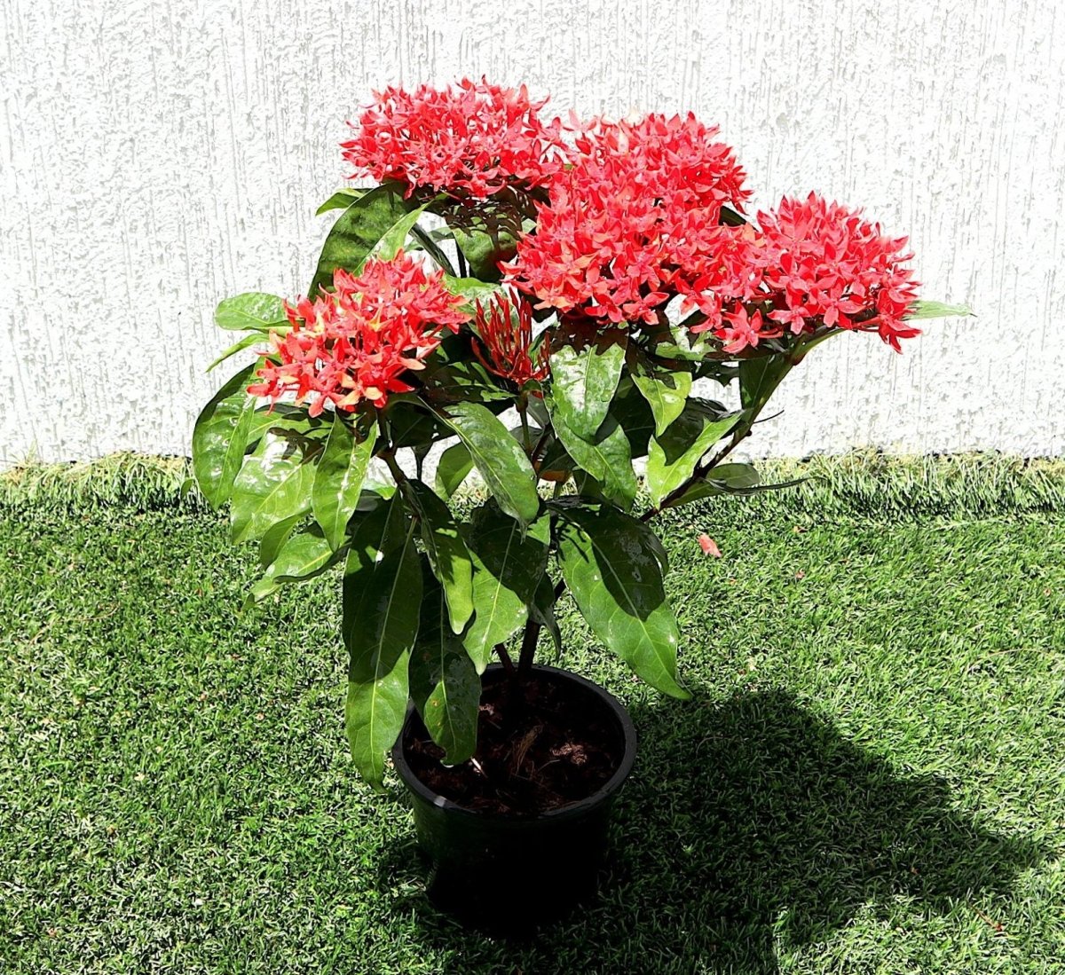 Ixora Coccinea 0.25 - 0.3m - Greensouq - 