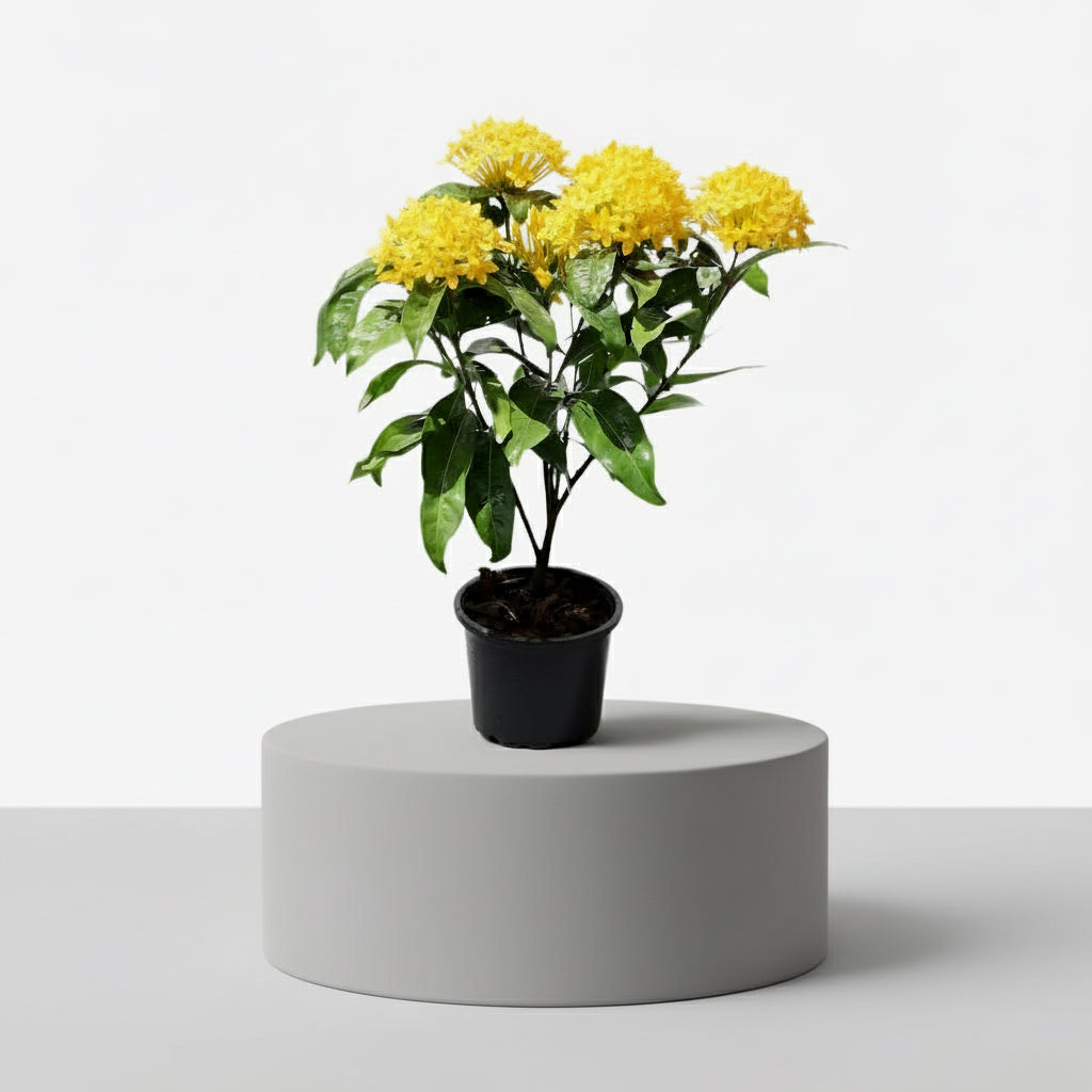 Ixora Coccinea 0.25 - 0.3m - Greensouq - 