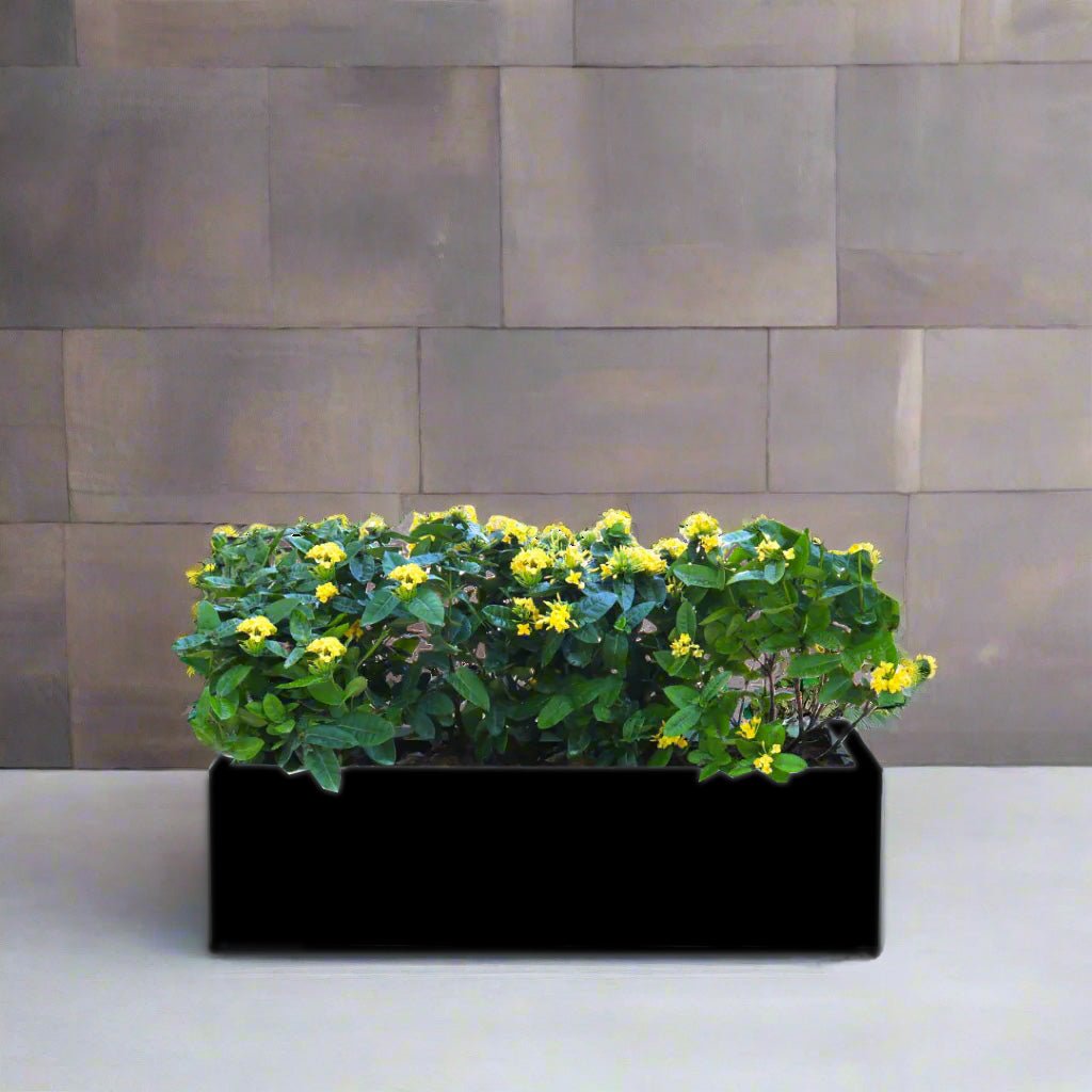Ixora Coccinea in Rectangular Fiber Glass Planter (GRP) (100x30x30cm) - Greensouq - 