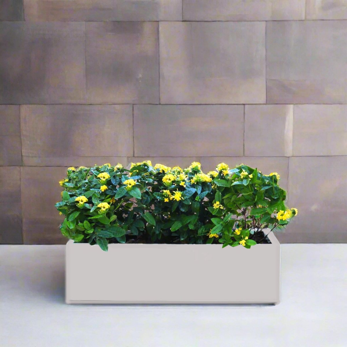 Ixora Coccinea in Rectangular Fiber Glass Planter (GRP) (100x30x30cm) - Greensouq - 
