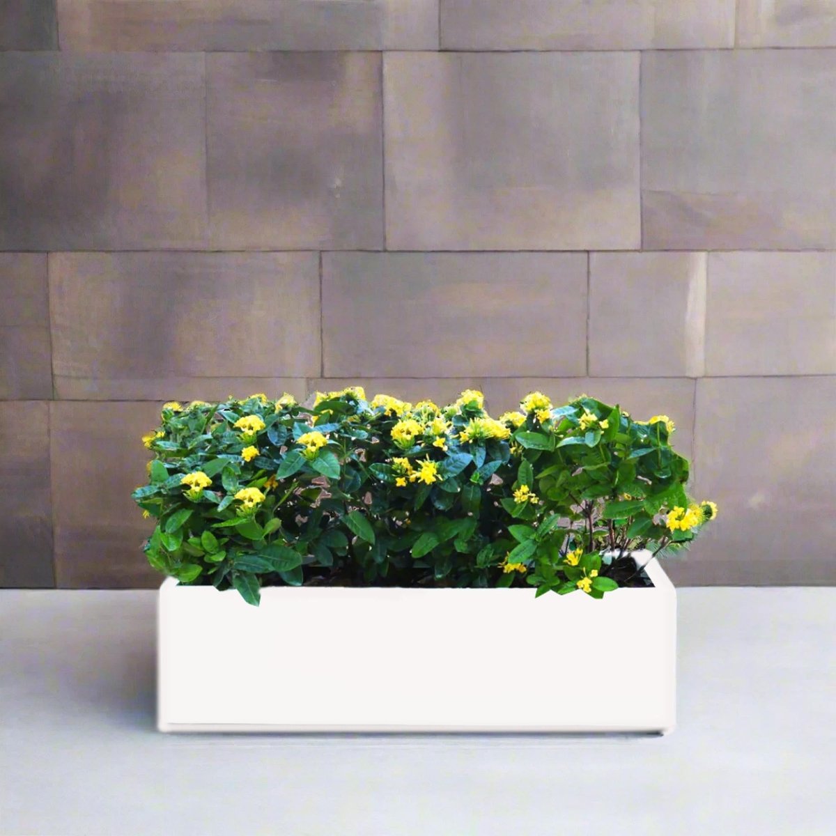Ixora Coccinea in Rectangular Fiber Glass Planter (GRP) (100x30x30cm) - Greensouq - 