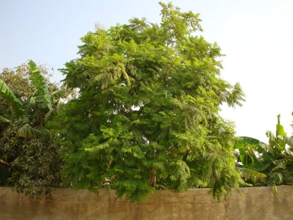 Jacaranda Mimosifolia "Blue jacaranda - Black Poui" - Greensouq - 