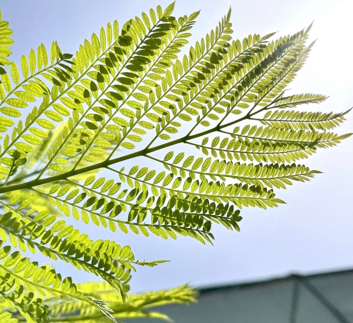 Jacaranda Mimosifolia "Blue jacaranda - Black Poui" - Greensouq - 