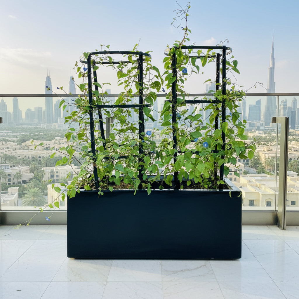Jacquemontia Pentantha Duo / SkyBlue Cluster Vine in Grp Pot (70x30x30) - Greensouq -