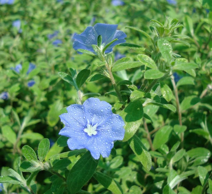 Jacquemontia Pentantha "Sky Blue Cluster Vine" - Greensouq - 