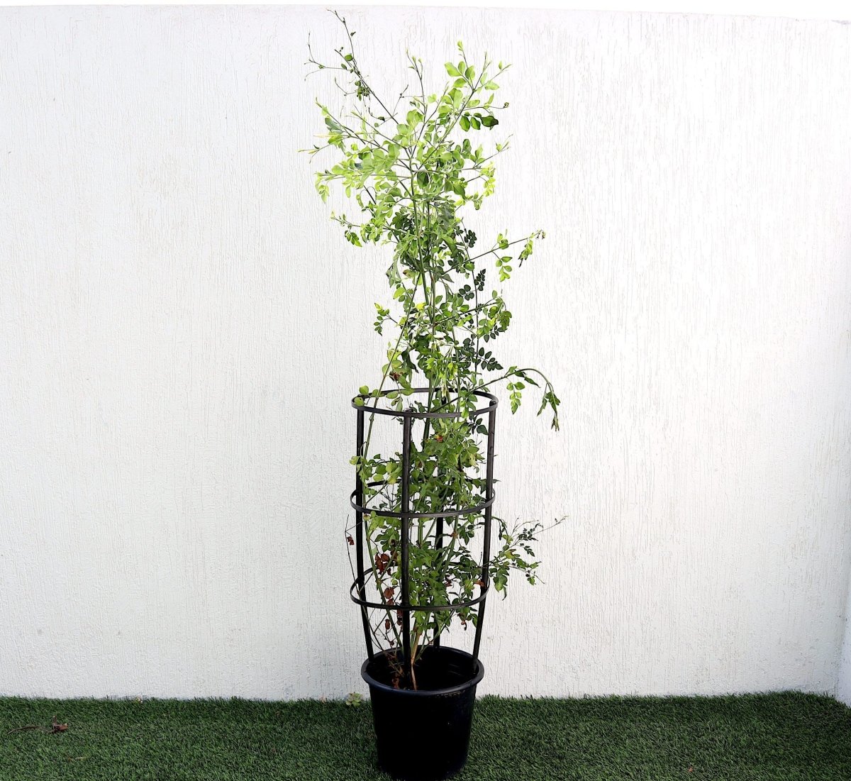 Jasmine Officinale "Jasminum Officinale" 0.8 - 1.0m - Greensouq -