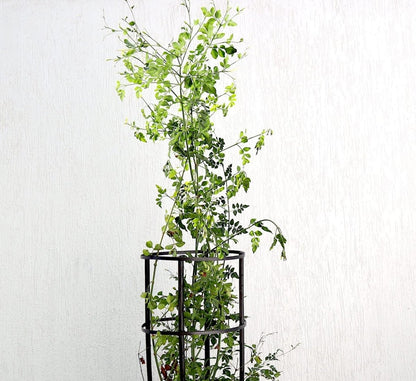 Jasmine Officinale "Jasminum Officinale" 0.8 - 1.0m - Greensouq -