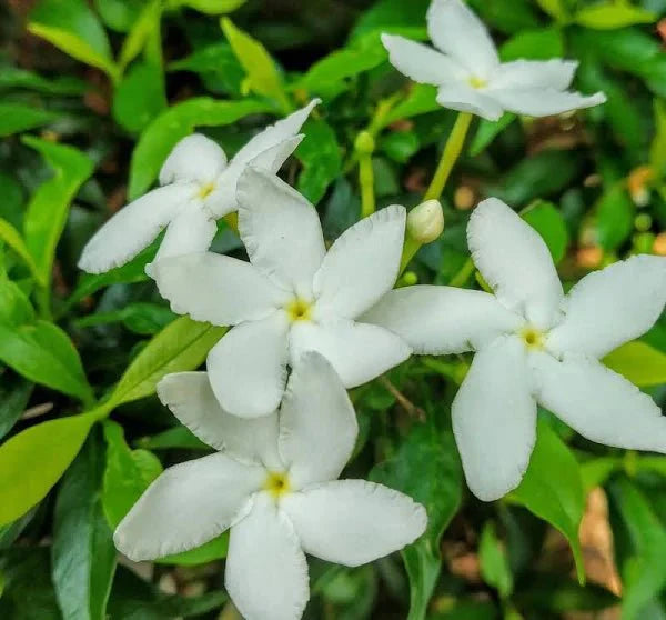 jasmine Lonicera (Iraqi Jasmine) - Greensouq - 