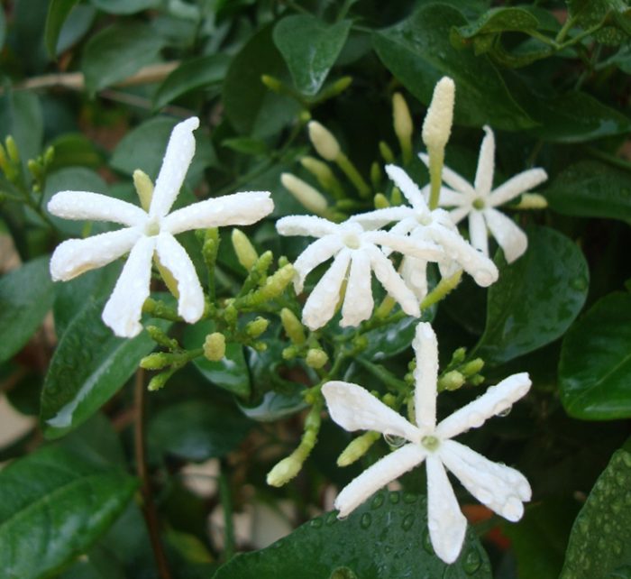 Jasminum Grandiflora Or Jasmine Climber 0.8 - 1.5m - Greensouq - 