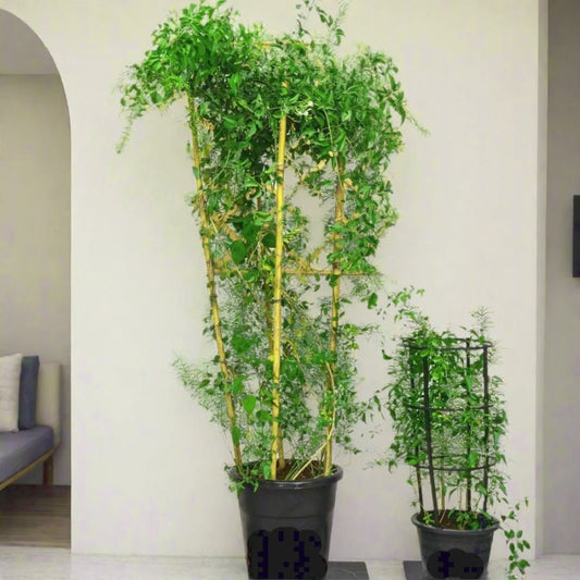 Jasminum Grandiflora Or Jasmine Climber 0.8 - 1.5m - Greensouq - 