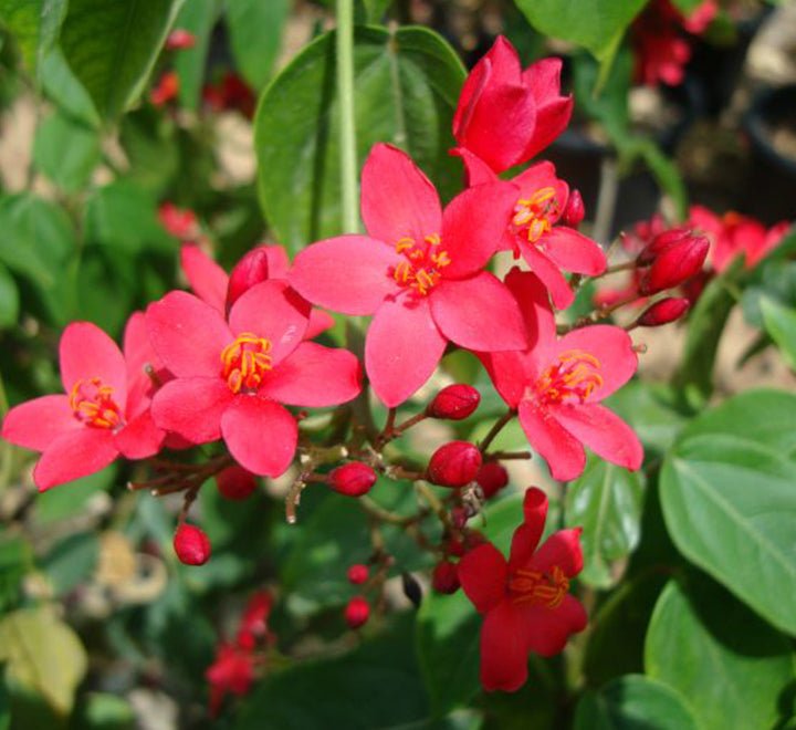Jatropha Integerrima "peregrina or spicy jatropha" - Greensouq - 