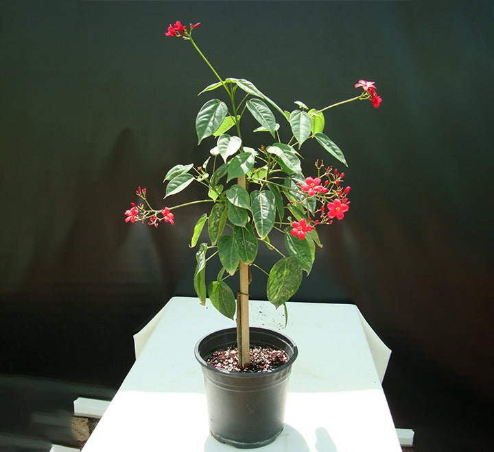 Jatropha Integerrima "peregrina or spicy jatropha" - Greensouq - 