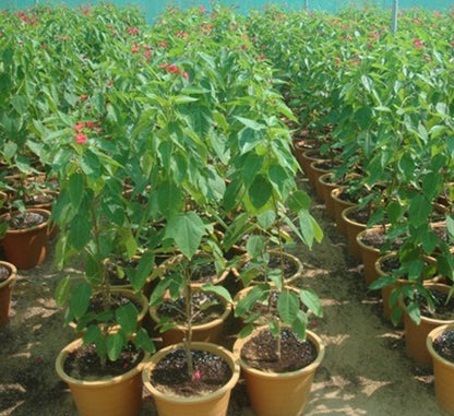 Jatropha Integerrima "peregrina or spicy jatropha" - Greensouq - 