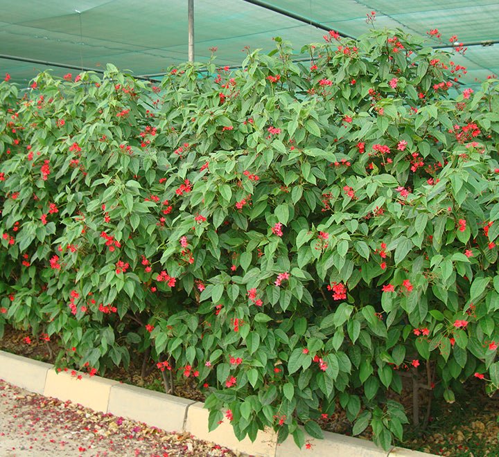 Jatropha Integerrima "peregrina or spicy jatropha" - Greensouq - 