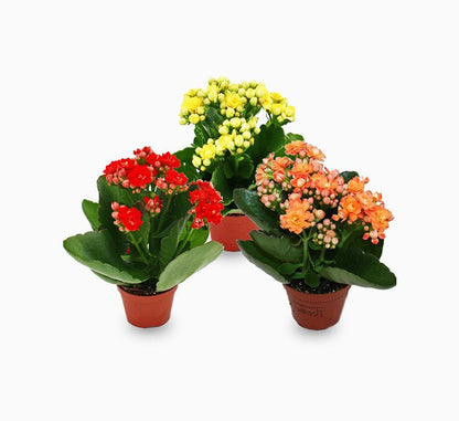 Kalanchoe Blossfeldiana or Flaming Katy - Greensouq - 