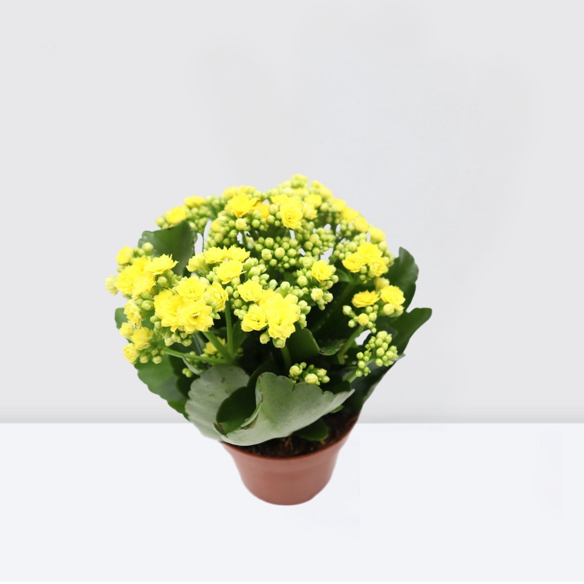 Kalanchoe Blossfeldiana or Flaming Katy - Greensouq - 
