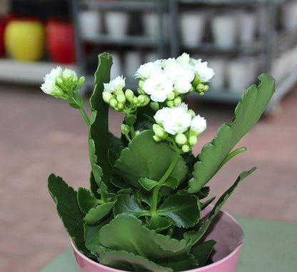 Kalanchoe Blossfeldiana or Flaming Katy - Greensouq - 