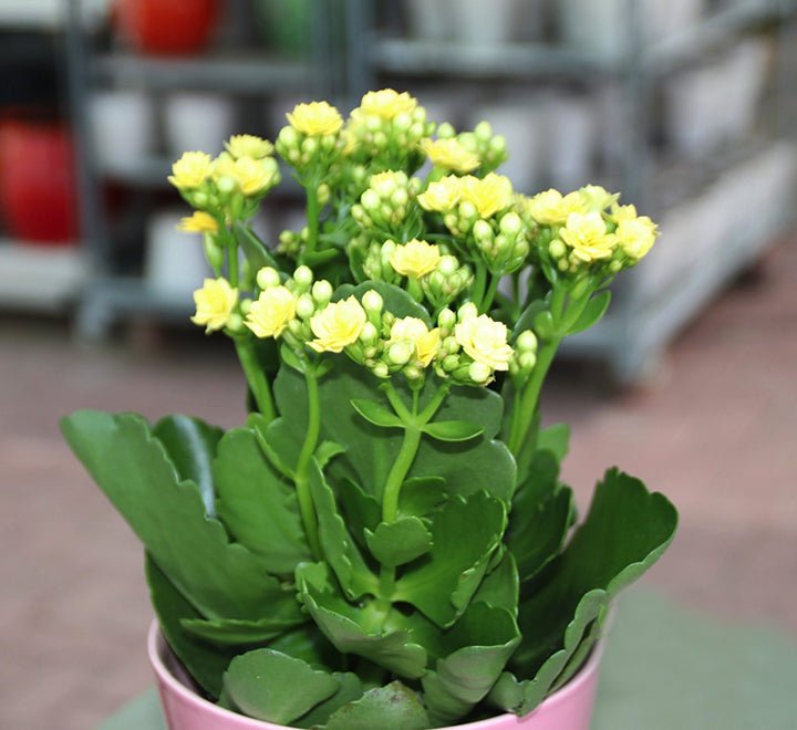 Kalanchoe Blossfeldiana or Flaming Katy - Greensouq - 
