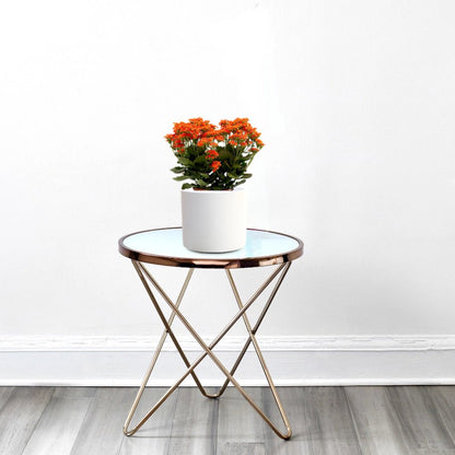 Kalanchoe Blossfeldiana or Flaming Katy - Greensouq - 
