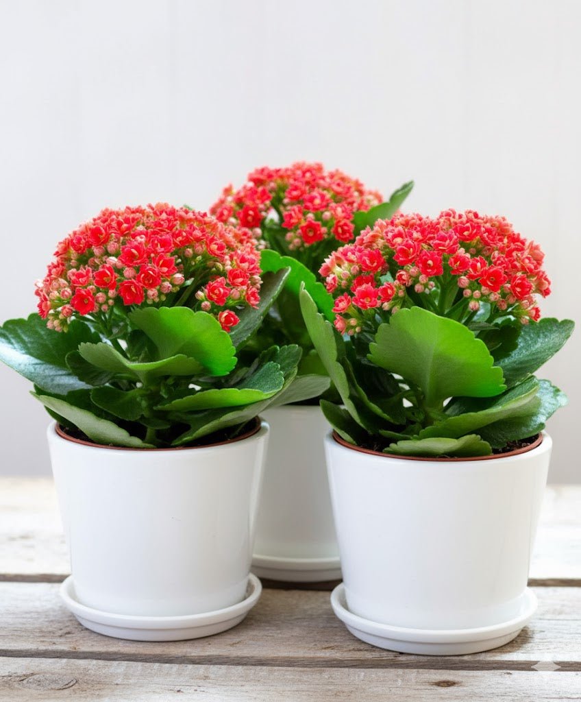 Kalanchoe Blossfeldiana or Flaming Katy - Greensouq - 