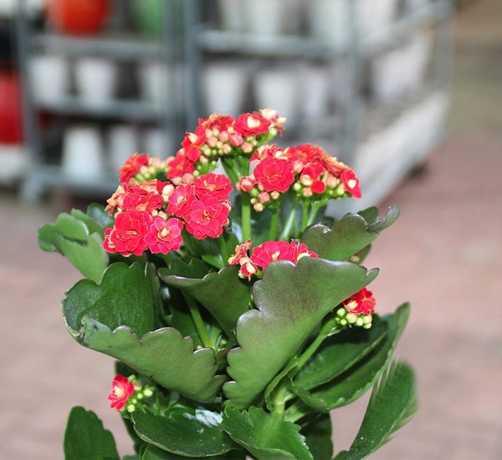 Kalanchoe Blossfeldiana or Flaming Katy - Greensouq - 