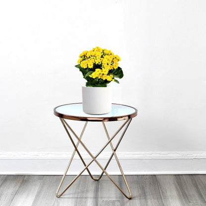 Kalanchoe Blossfeldiana or Flaming Katy - Greensouq - 