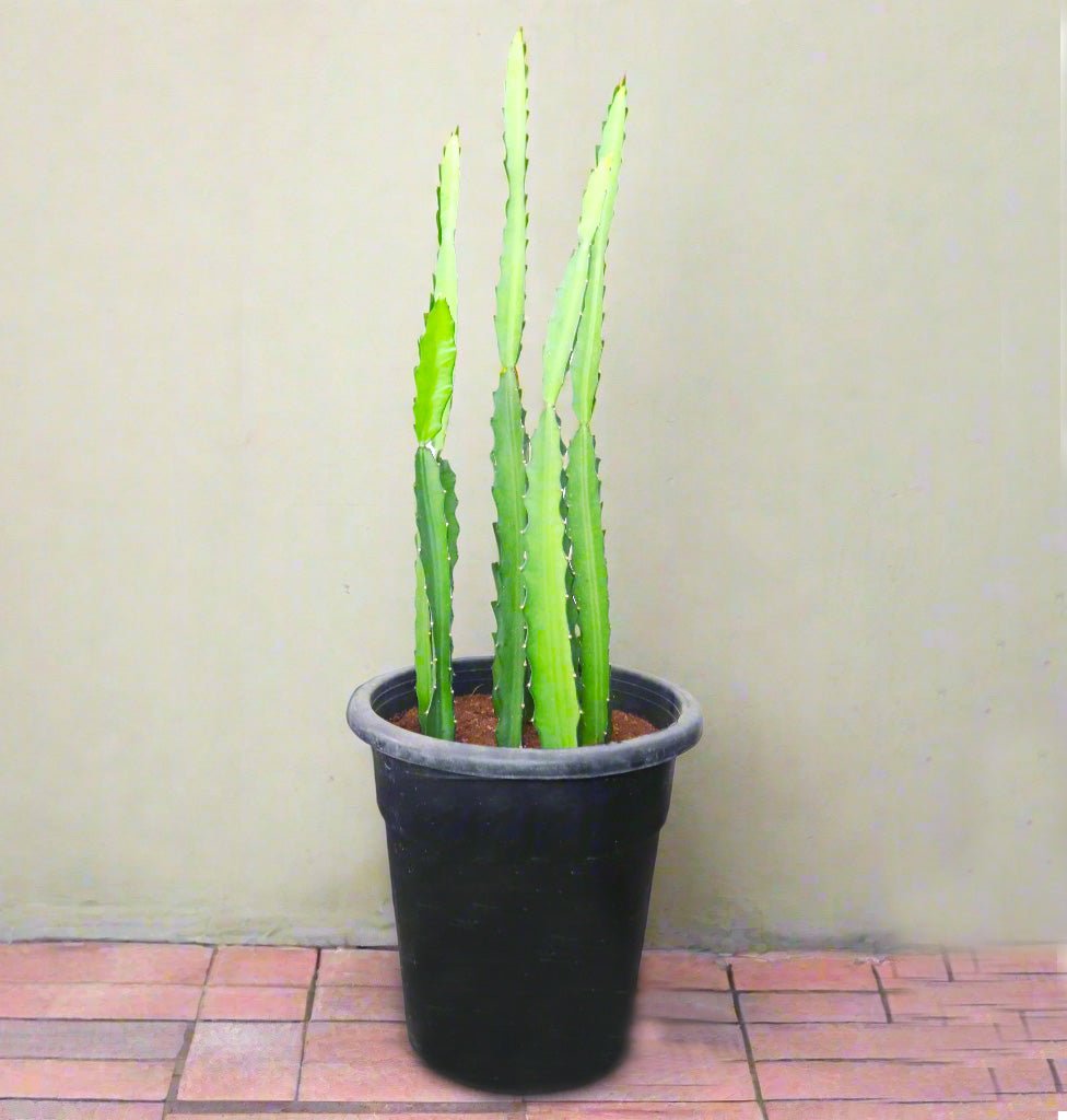 Kanzacam Cactus or Pachycereus gaumeri 5pp or 0.3 - 0.5m - Greensouq - 