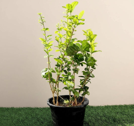 Labnani Jasmine "Jasminum Labnani" 0.5 - 0.6m - Greensouq - 