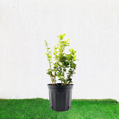 Labnani Jasmine "Jasminum Labnani" 0.5 - 0.6m - Greensouq - 