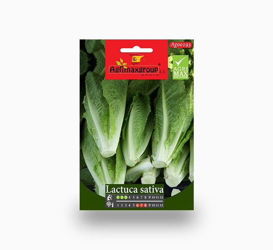 Lettuce Seeds |  Agrimax Seeds - Greensouq -