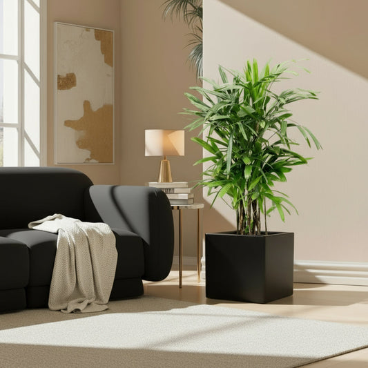 Lady Palm "Rhapis Excelsa سيدة النخيل in Grp Square Pot 40x40 - Greensouq - 