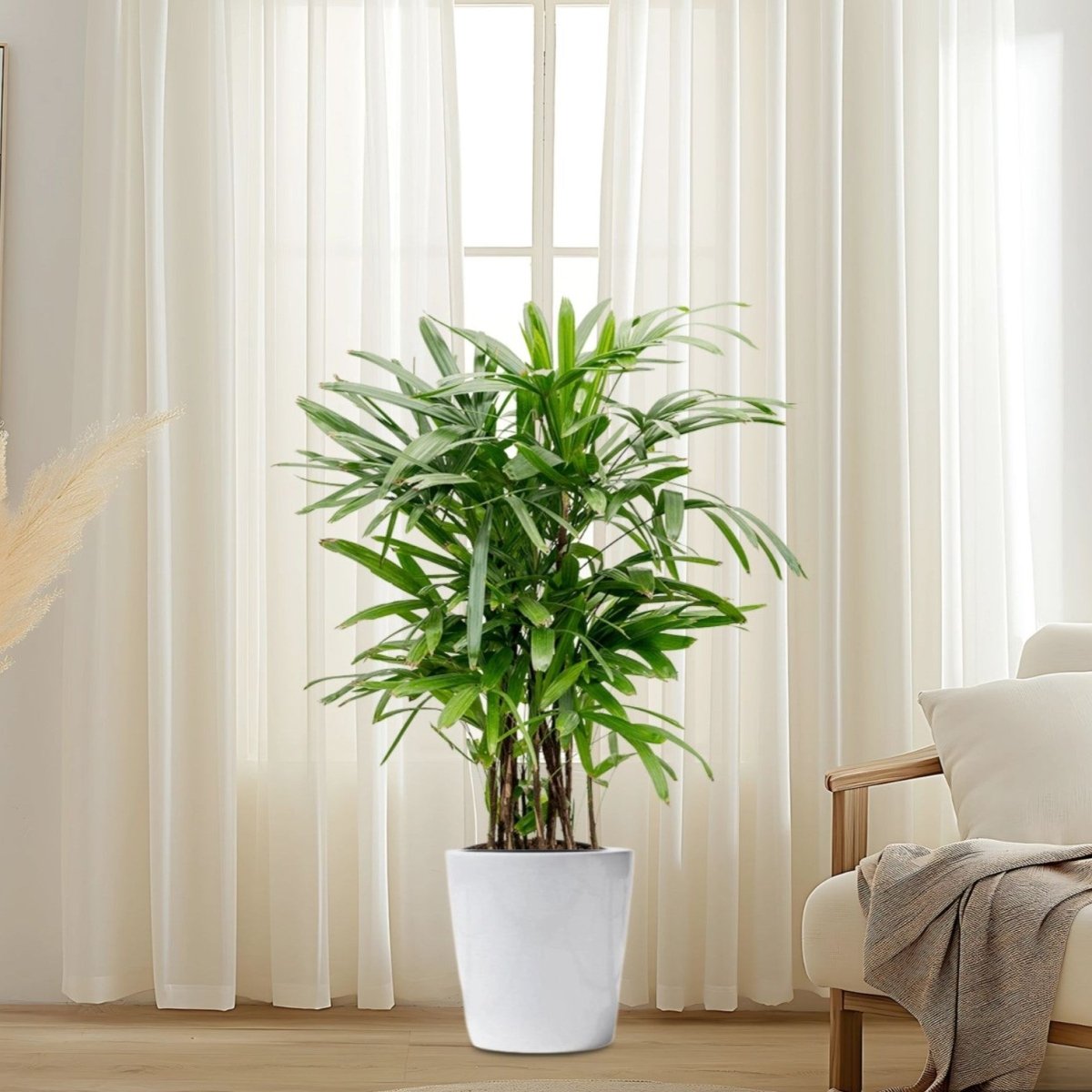 Lady Palm "Rhapis Excelsa سيدة النخيل or Miniature Fan Palm" 0.8 - 0.1m - Greensouq - 