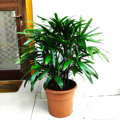 Lady Palm "Rhapis Excelsa سيدة النخيل or Miniature Fan Palm" 0.8 - 0.1m - Greensouq - 
