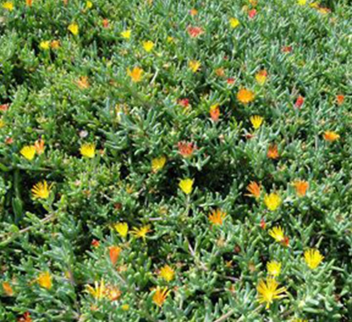 Lampranthus Spectabilis - Greensouq - 