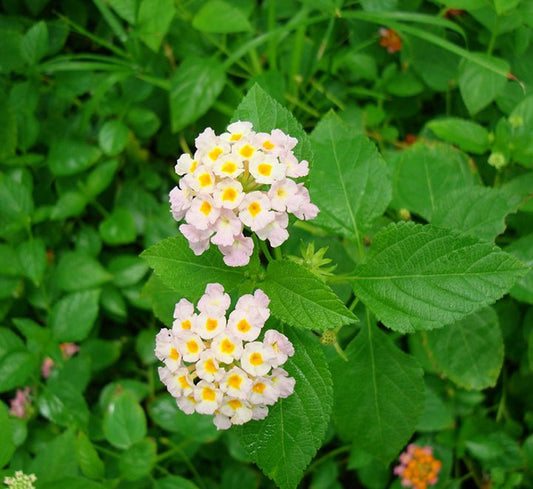 Lantana Camara "Pink" - Greensouq - 